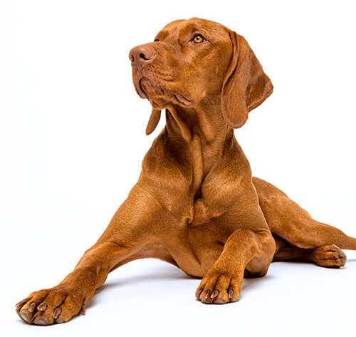 how much should vizsla puppy eat