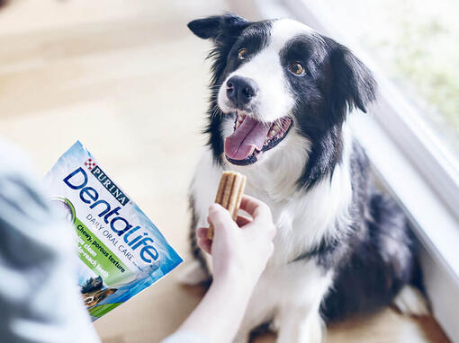 Dentalife dog